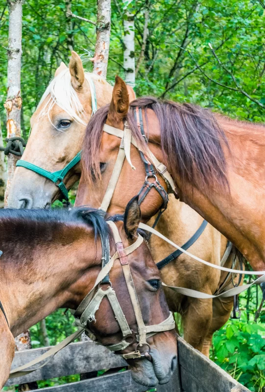 Три лошади в упряжи на фоне летнего леса