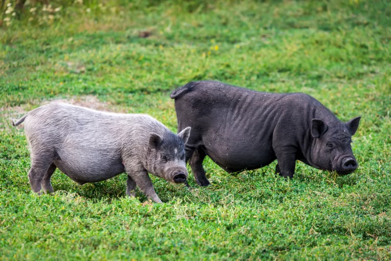 Вьетнамская вислобрюхая свинья