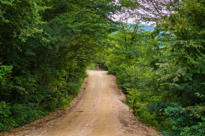 Лесная дорога