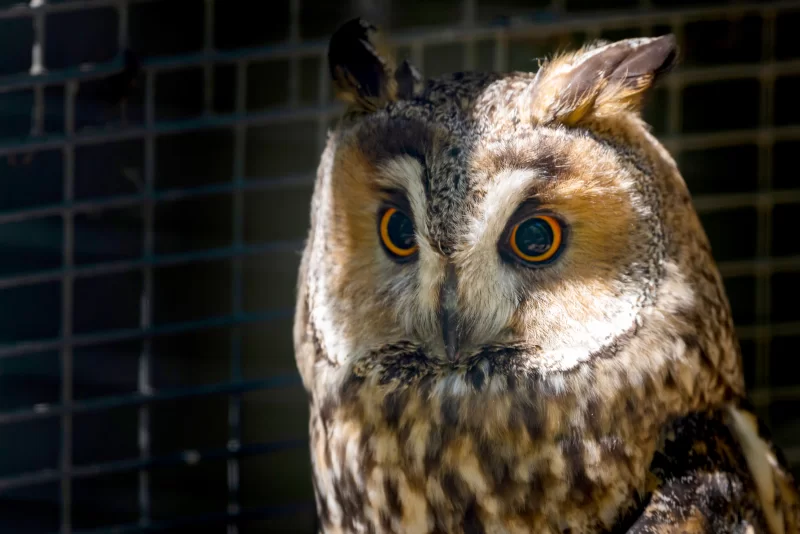 Портрет длинноухой совы с яркими глазами на фоне клетки