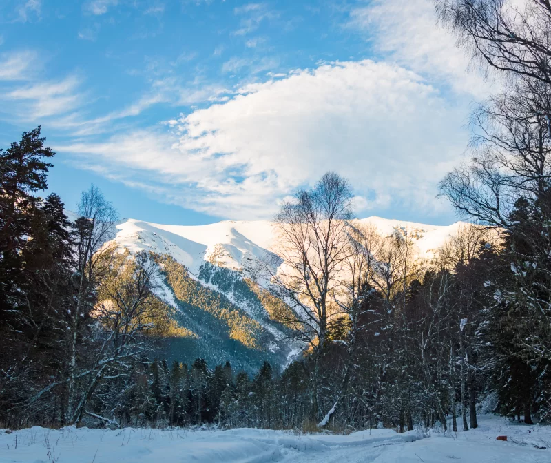 Зимний лес и величественные заснеженные горы под голубым небом