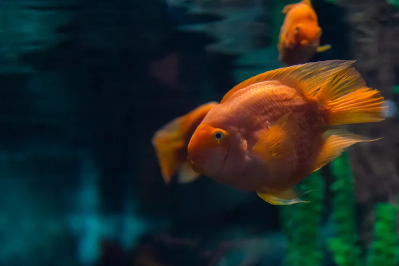 Яркие оранжевые рыбы попугаи плавают в аквариуме