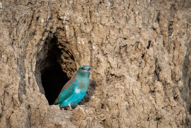 Яркая птица сизоворонка у входа в нору в глиняном обрыве