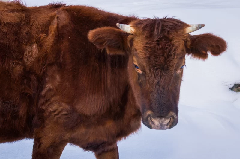 Коричневая корова в снежном пейзаже