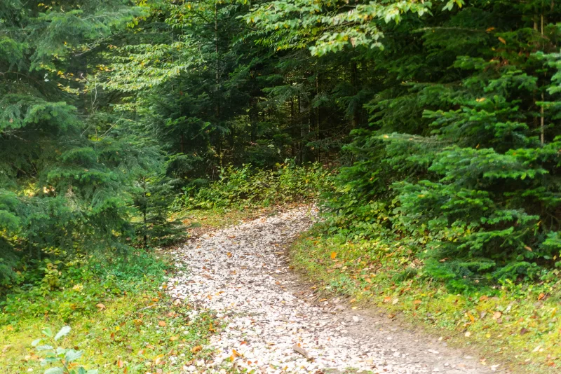 Winding forest trail in Adygea