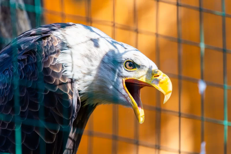 Орлан-белохвост кричит в вольере: мощь и дикость природы
