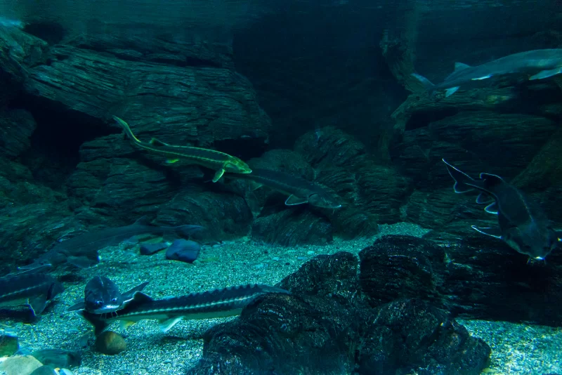 Стайка осетровых рыб в темных водах аквариума среди скал