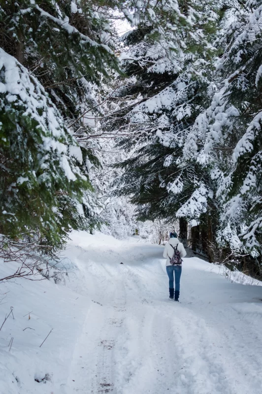 Зимняя прогулка по заснеженному лесу