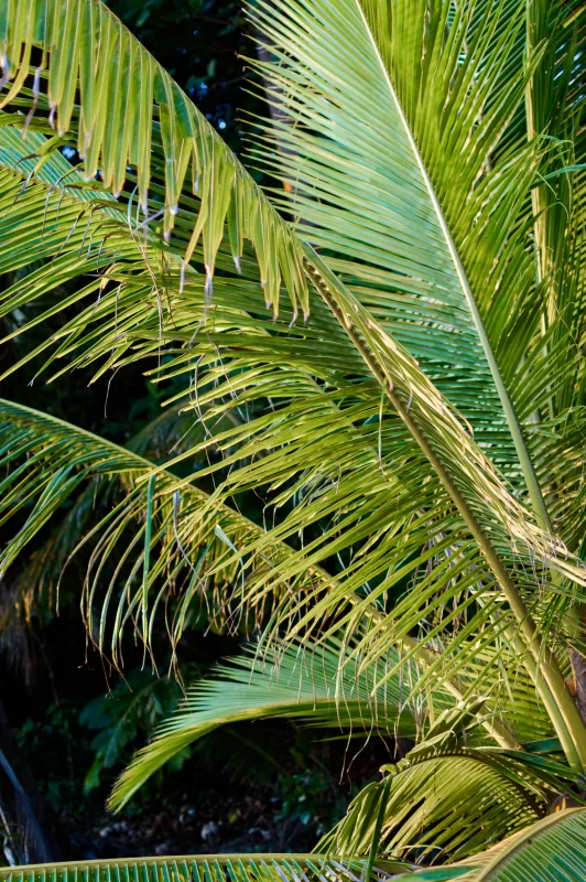 Листья пальмы