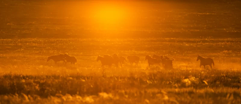 Стадо лошадей на закате в золотистых лучах солнца