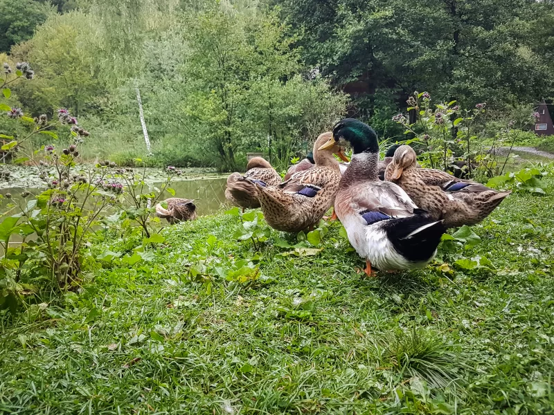 Стая уток отдыхает на берегу живописного пруда в окружении зелени