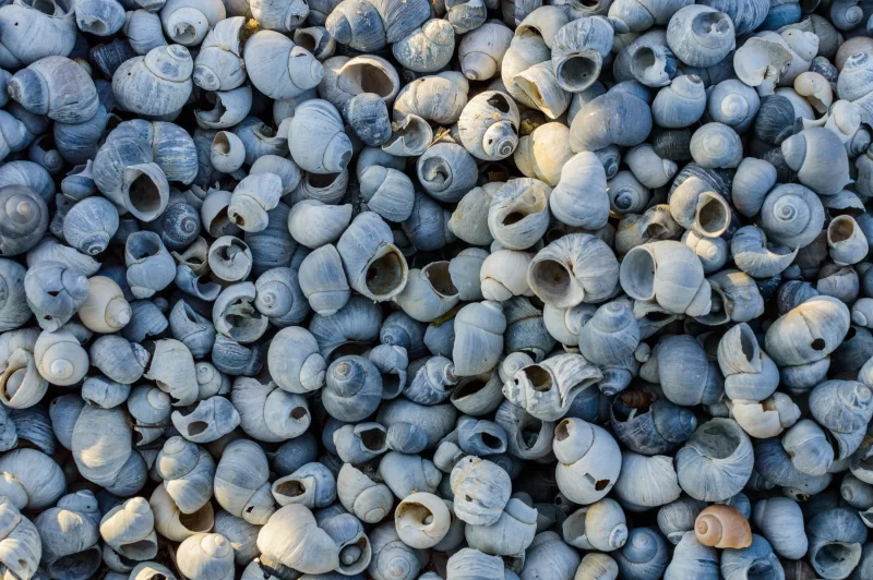 Текстура речной раковины