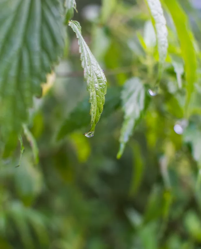 Кристальная капля росы на изумрудном листе