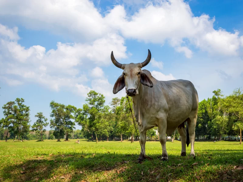 White cow grazing in a fresh green field