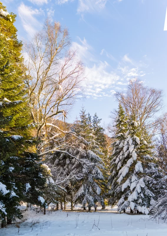 Sunny winter forest: magical morning among snow-covered firs