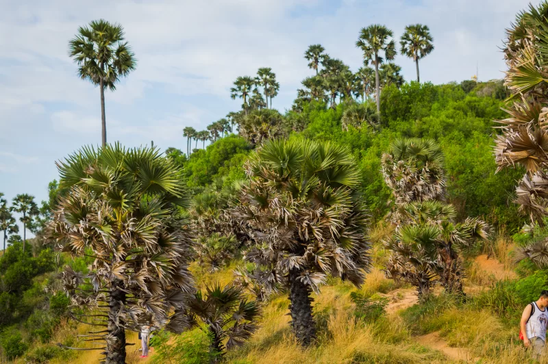 Пальмы на берегу моря на закате