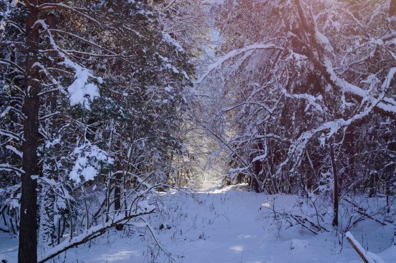 Snow-covered winter forest path