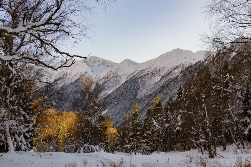 Winter landscape: snow-capped mountains and coniferous forest