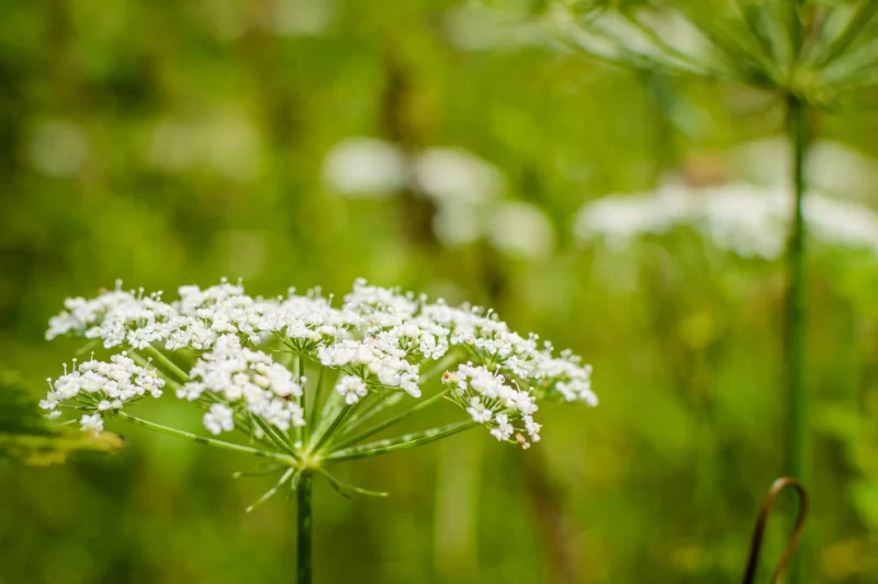 Борщевик. Heracleum.
