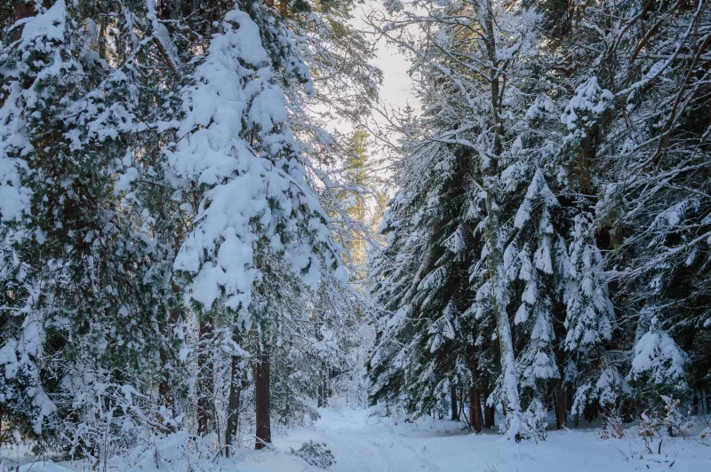 Заснеженные деревья в зимнем лесу с дорогой