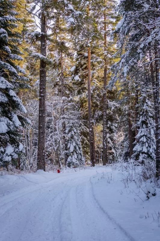 Winter forest: snowy road and trees