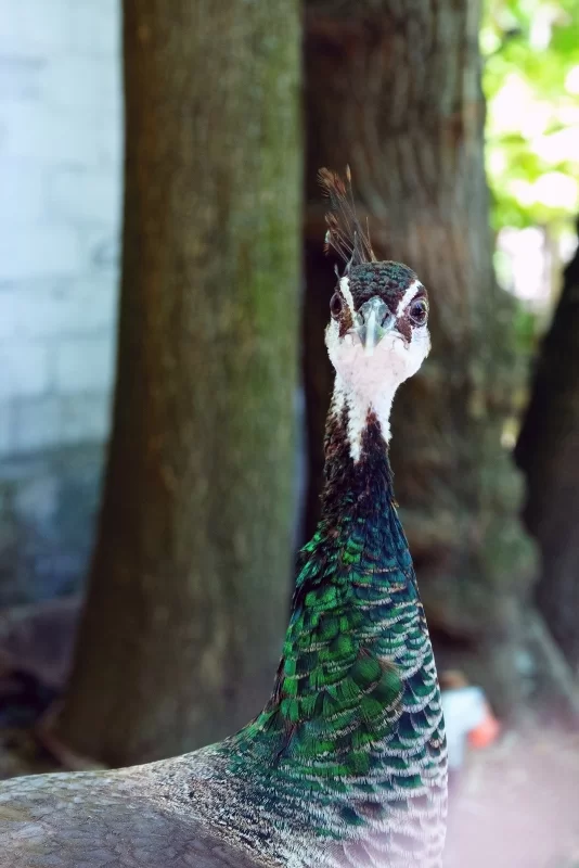 Портрет павлина: взгляд вглубь природы