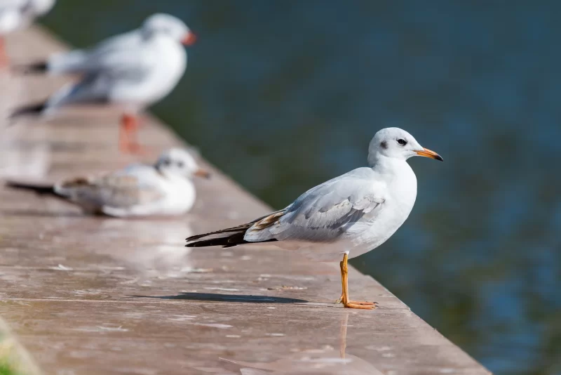 A flock of seagulls by the water: details and atmosphere