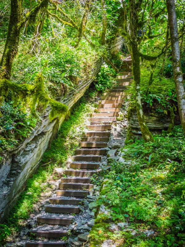 Пешеходная тропа Древнего леса через лес