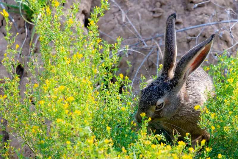 Hare in yellow flowers