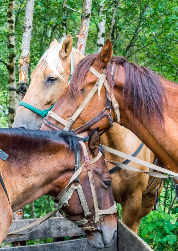 Три лошади в упряжи на фоне летнего леса