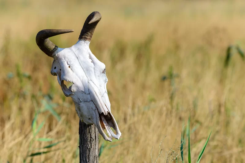 Череп коровы на палке в степи
