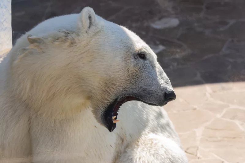 Белый полярный медведь