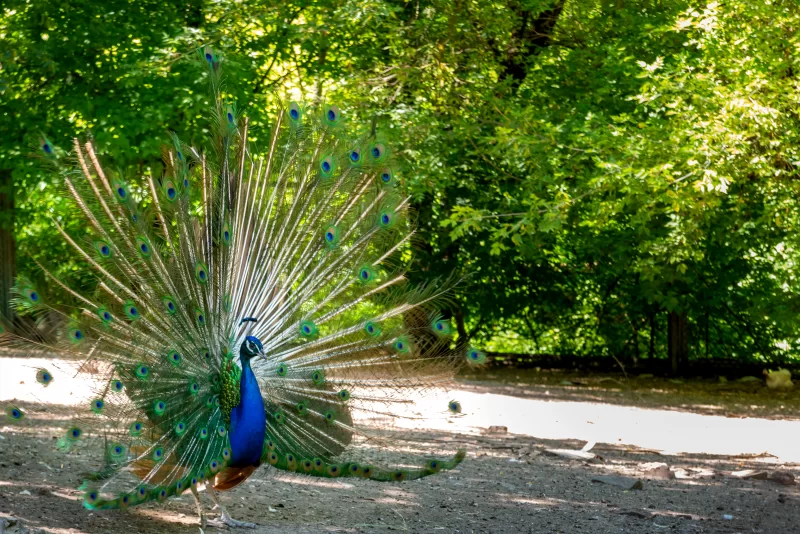Павлин распускает свой веер в солнечном лесу