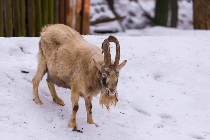 Горный козел в снегу