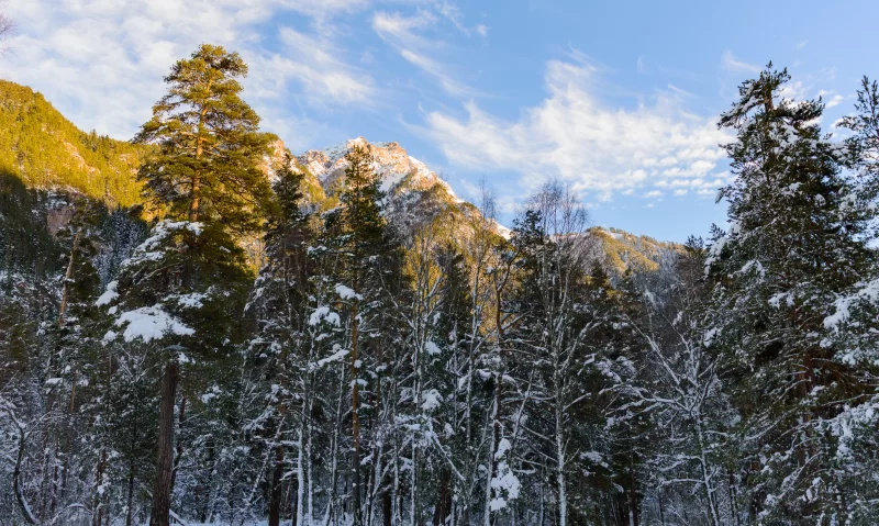 Зимний лес и горы на рассвете: золотистые лучи солнца освещают заснеженный пейзаж