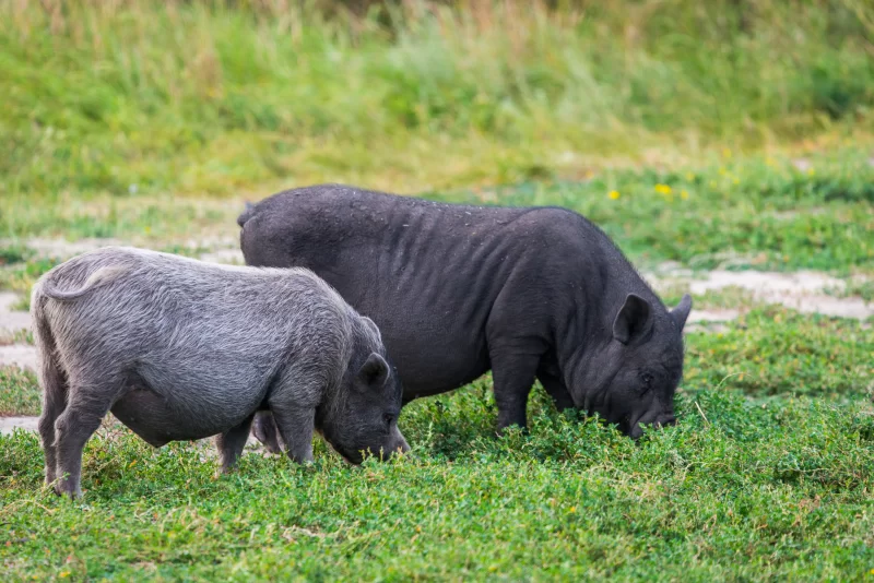 Две свиньи пасутся на зеленой траве