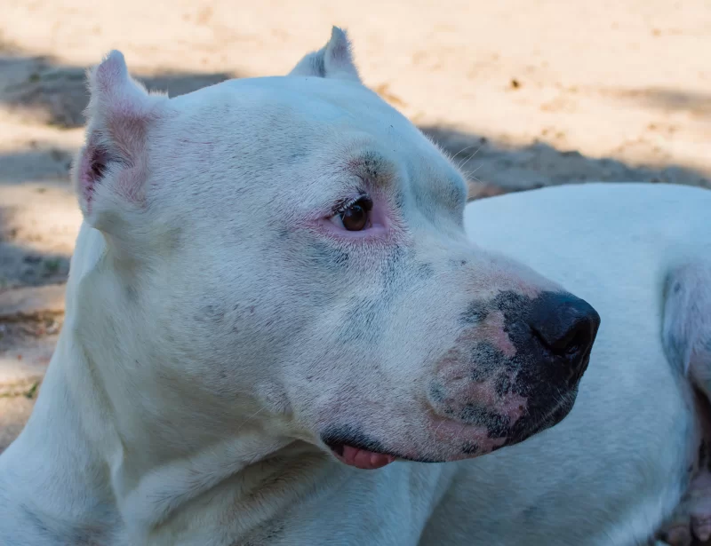 Portrait of a white Dogo Argentino dog