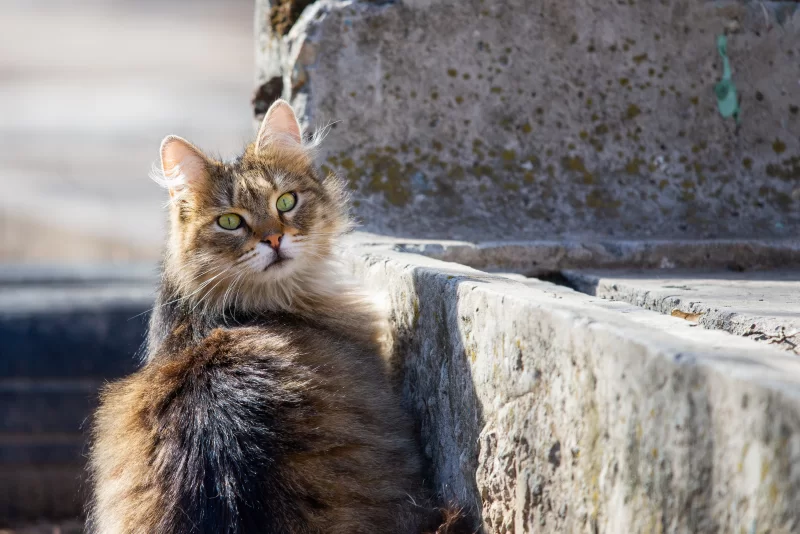Fluffy cat with green eyes looking at the camera, sitting by a concrete wall