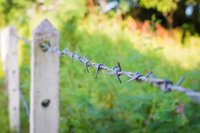 Barbed wire fence in overgrown plant