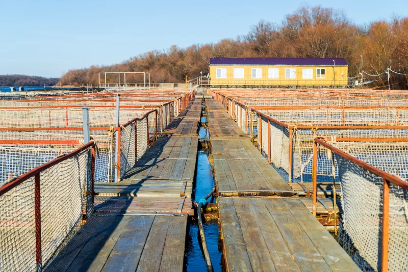 Резервуары для промышленного разведения осетровых рыб на открытом воздухе