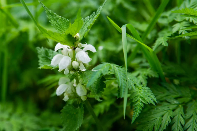 White nettle or white dead-nettle or Lamium album flowering