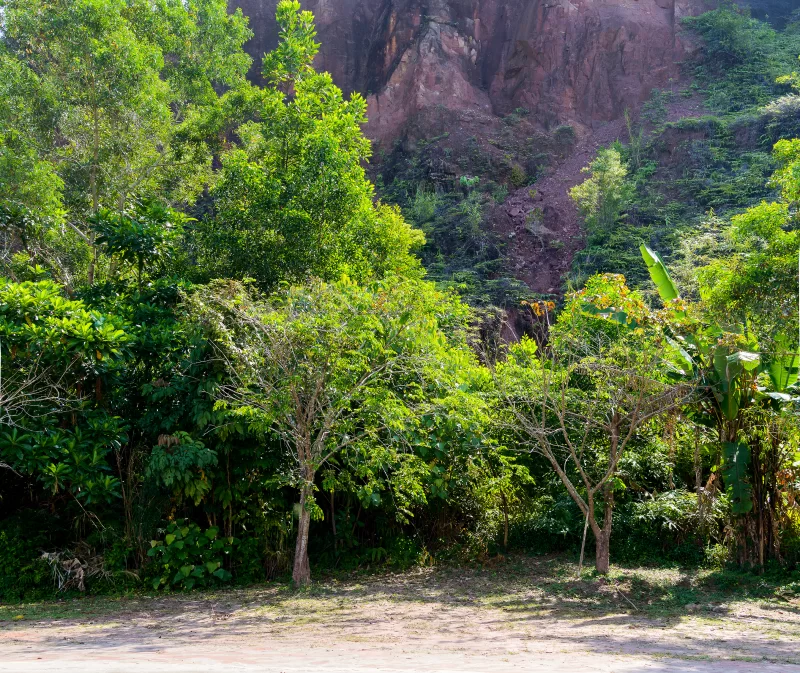 Деревья возле скал в национальном парке