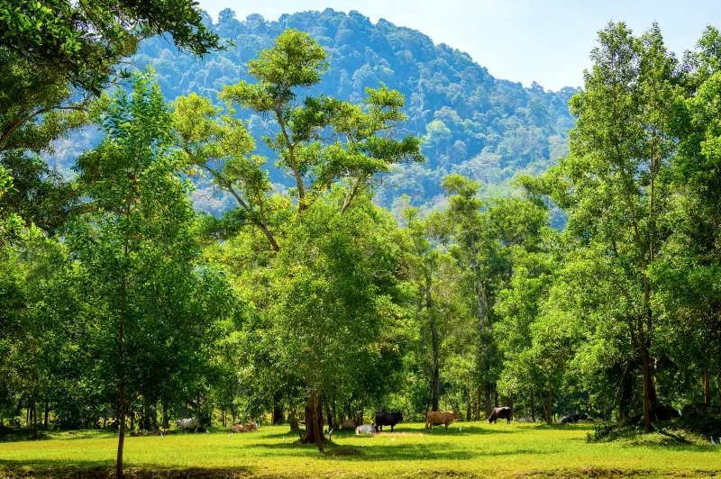 Коровы пасутся среди деревьев