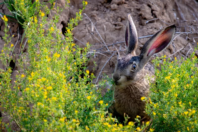Hare eating grass in a field with flowers