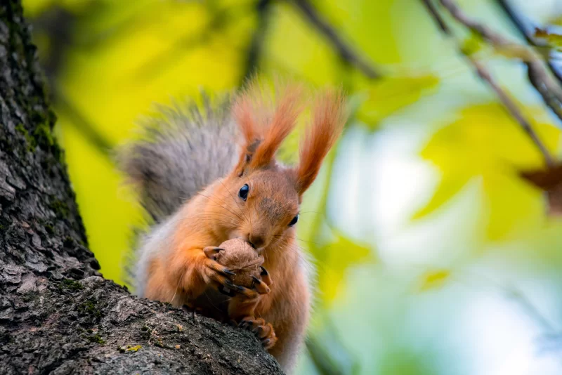 Рыжая белка ест орех на дереве