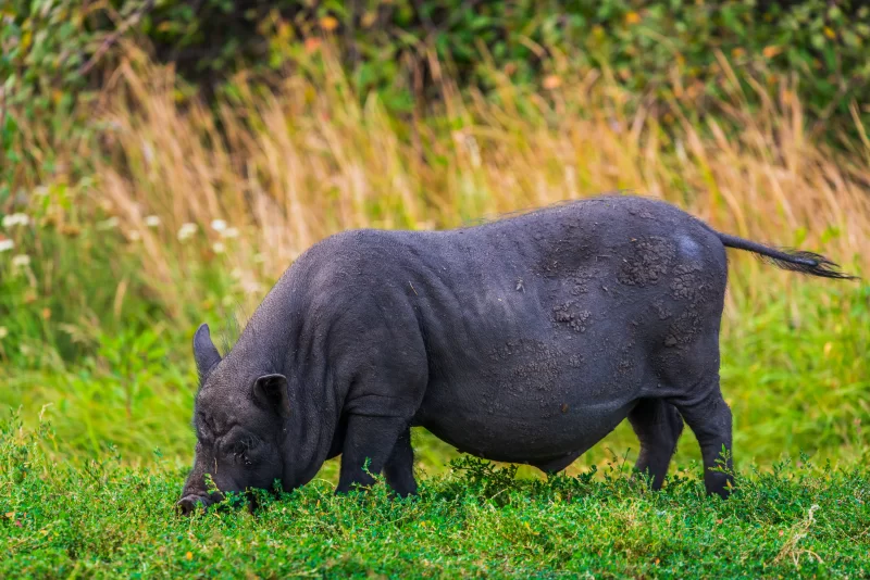 Вьетнамская вислобрюхая свинья