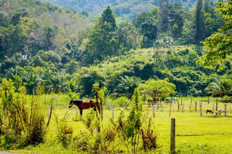 Лошадь пасется на лужайке