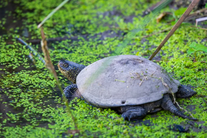 Европейская болотная черепаха в воде