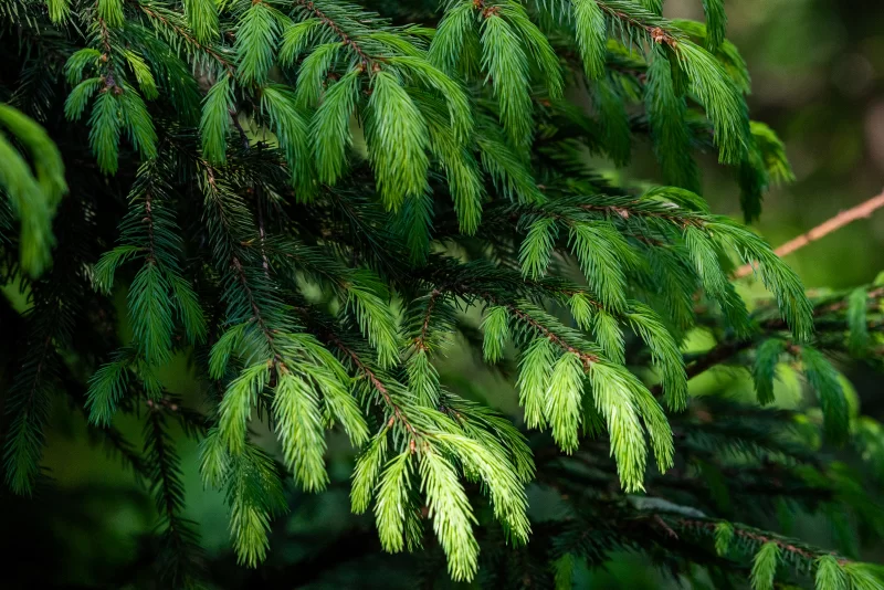 Spruce branch