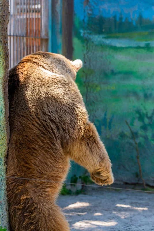 Bear leaning against a tree in a zoo, sunny day